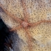 star_brittle_sponge_ep_jar_v_0041_cub2643.jpg